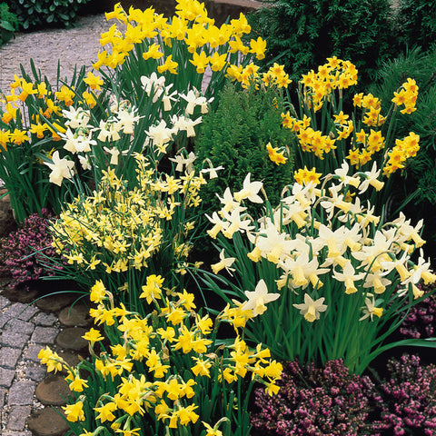 Mixed Botanical Narcissi  Daffodil Bulbs Blooms Species Growing Bonsai Roots Rhizomes Corms Tubers Potted Planting Reblooming Fragrant Garden Flower Seeds Plant