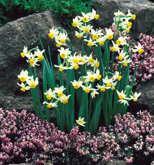 Narcissi Canaliculatus Daffodil  Bulbs Blooms Species Growing Bonsai Roots Rhizomes Corms Tubers Potted Planting Reblooming Fragrant Garden Flower Seeds Plant