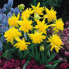 Narcissus Rip Van Winkle Daffodil Bulbs Blooms Species Growing Bonsai Roots Rhizomes Corms Tubers Potted Planting Reblooming Fragrant Garden Flower Seeds Plant