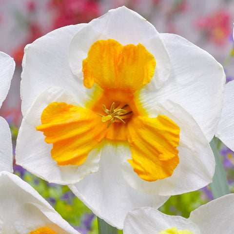 Narcissus Tricollette Daffodil Bulbs Blooms Species Growing Bonsai Roots Rhizomes Corms Tubers Potted Planting Reblooming Fragrant Garden Flower Seeds Plant