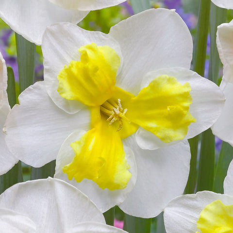 Narcissi Trilune Daffodil  Bulbs Blooms Species Growing Bonsai Roots Rhizomes Corms Tubers Potted Planting Reblooming Fragrant Garden Flower Seeds Plant