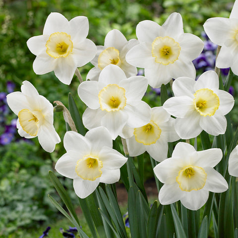 Narcissus Frosty Snow Daffodil Bulbs Blooms Species Growing Bonsai Roots Rhizomes Corms Tubers Potted Planting Reblooming Fragrant Garden Flower Seeds Plant