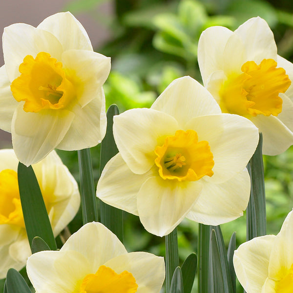 Narcissus Yellow Salome Daffodil Bulbs Blooms Species Growing