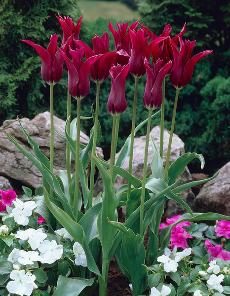 Tulip Burgundy Bulbs Blooms Species Growing Bonsai Roots Rhizomes Corms Tubers Potted Planting Reblooming Fragrant Garden Flower Seeds Plant
