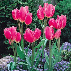 Tulip Bulbs Happy Family Blooms Species Growing Bonsai Roots Rhizomes Corms Tubers Potted Planting Reblooming Fragrant Garden Flower Seeds Plant