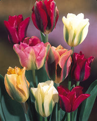 Tulip Bulbs Viridiflora Mixed Blooms Species Growing Bonsai Roots Rhizomes Corms Tubers Potted Planting Reblooming Fragrant Garden Flower Seeds Plant