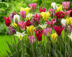 Tulip Bulbs Viridiflora Mixed Blooms Species Growing Bonsai Roots Rhizomes Corms Tubers Potted Planting Reblooming Fragrant Garden Flower Seeds Plant