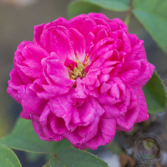 damask rose seeds for sale Damascus Syrian Arab republic Rose Seedlings Flower Seeds Perennial Growing  Bonsai Corms Tubers Potted Planting Reblooming Fragrant Garden Roots  Rhizomes Species Blooms Plant Bulbs Gardening Tree