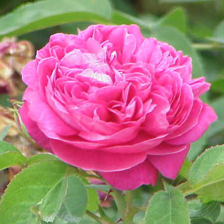 damask rose seeds Damascus Syrian Arab republic Rose Seedlings Flower Seeds Perennial Growing  Bonsai Corms Tubers Potted Planting Reblooming Fragrant Garden Roots  Rhizomes Species Blooms Plant Bulbs Gardening Tree