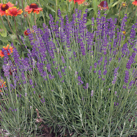 English Lavender Seeds - Plants Seeds