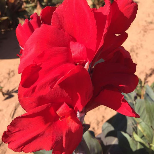 Black Knight Canna Bulbs Perennial Growing Bonsai Roots Rhizomes Corms  Tubers Potted Planting Reblooming Fragrant Garden Species Blooms Flower  Seeds Plant Gardening