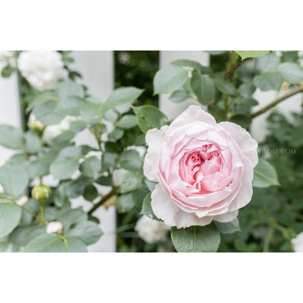 Earth Angel Rose Seedlings Flower Seeds Perennial Growing Bonsai Corms  Tubers Potted Planting Reblooming Fragrant Garden Roots Rhizomes Species  Blooms Plant Bulbs Gardening Tree | Seedsplant