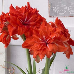 Amaryllis (Hippeastrum) Double Circus Blooms Species Growing Bonsai Bulbs Roots Rhizomes Corms Tubers Potted Planting Reblooming Fragrant Garden Flower Seeds Plant