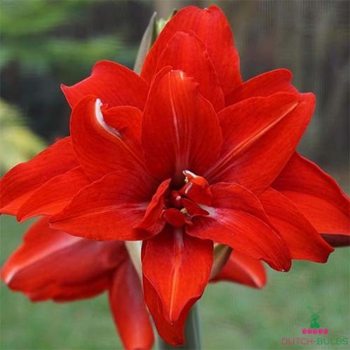 Amaryllis (Hippeastrum) Double Circus Blooms Species Growing Bonsai Bulbs Roots Rhizomes Corms Tubers Potted Planting Reblooming Fragrant Garden Flower Seeds Plant