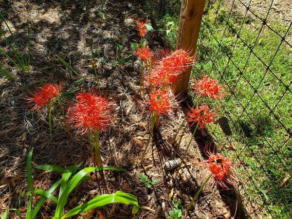 Hurricane Lycoris Spider Lilies Bulbs Radiata Hurricane Lily