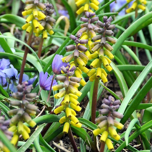 Muscari Macrocarpum Golden Fragrance Grape Hyacinth Bulbs Blooms