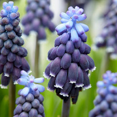 Grape Hyacinth Muscari Neglectum Bulbs Blooms Species Growing Bonsai Roots Rhizomes Corms Tubers Potted Planting Reblooming Fragrant Garden Flower Seeds Plant Gardening