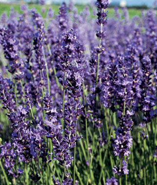 Lavender, Provence Blue - Seedsplant
