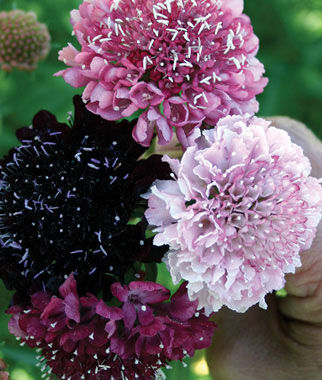 Scabiosa, Summer Berries Mixed Colors - Plants Seeds