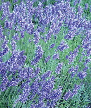 Lavender, English - Seedsplant