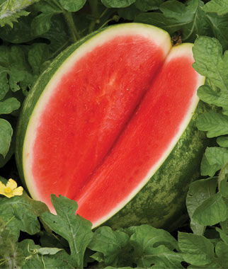 Watermelon, Red Ruby Hybrid - Plants Seeds