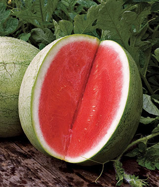 Watermelon Seedless, Big Tasty Hybrid - Plants Seeds