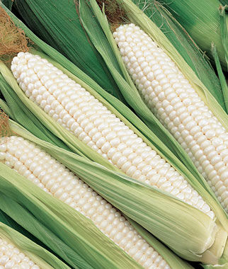 Corn, Silver Choice  Hybrid - Plants Seeds