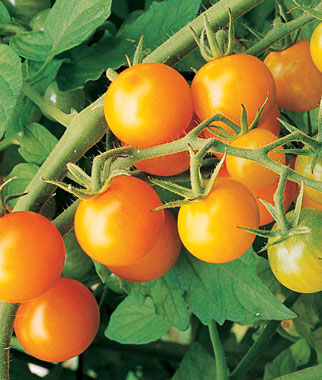 Tomato, Sun Gold  Hybrid - Plants Seeds