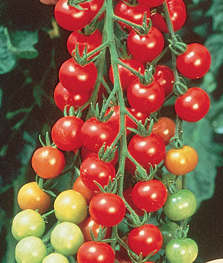 Tomato, Super Sweet 100 Hybrid - Plants Seeds