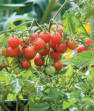 Tomato, Sweetheart Of The Patio Hybrid - Plants Seeds