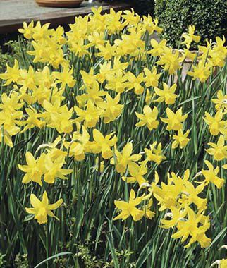 Daffodil, February Gold - Plants Seeds