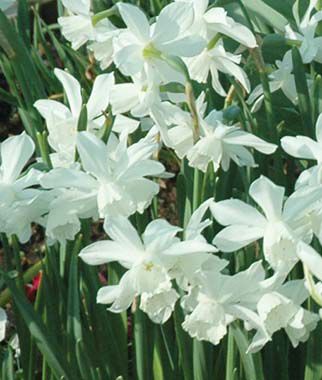 Daffodil, Thalia - Plants Seeds