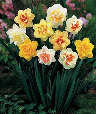 Daffodil, Double Mix - Plants Seeds