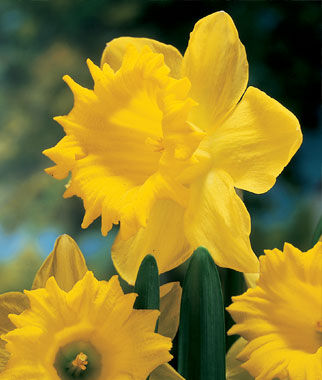 Daffodil, Dutch Master - Plants Seeds