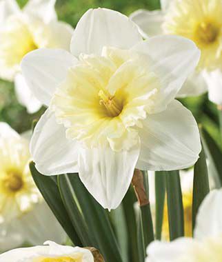 Daffodil, Ice Follies - Plants Seeds