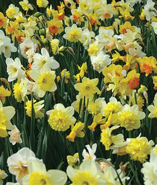 Daffodils 100 Days - Plants Seeds