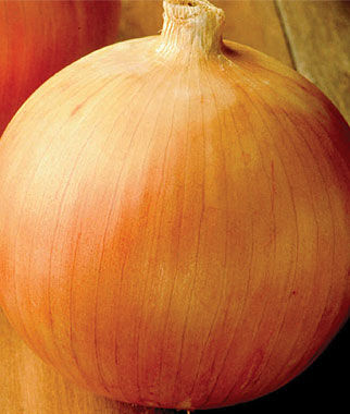 Onion, Big Daddy - Plants Seeds