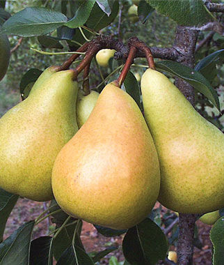 European Pear, Sunrise - Plants Seeds