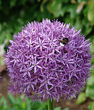 Allium, Globemaster - Plants Seeds