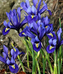 Iris reticulata, Harmony - Seedsplant