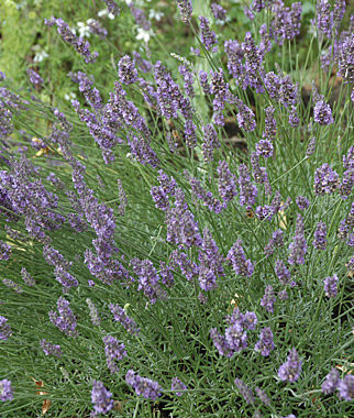 Lavender, Munstead - Seedsplant