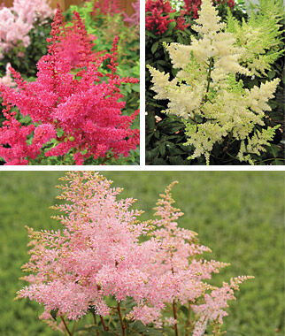 Astilbe, Younique Collection - Plants Seeds