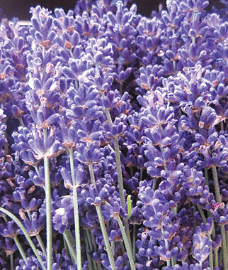 Lavender, SuperBlue PPAF - Seedsplant