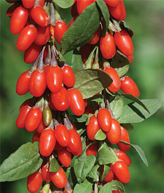 Goji Berry, Crimson Star - Plants Seeds