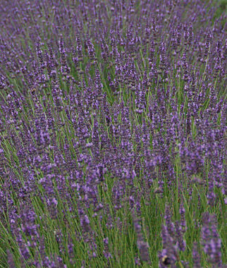 Lavender, Phenomenal - Seedsplant