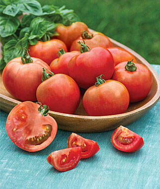 Tomato, Summer Girl Hybrid - Plants Seeds
