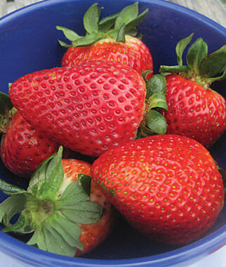 Strawberry, Flavorfest - Plants Seeds