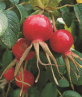 Rosa rugosa, Rubra - Plants Seeds