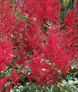 Astilbe, Red Sentinel - Plants Seeds