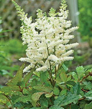 Astilbe, Younique White - Plants Seeds